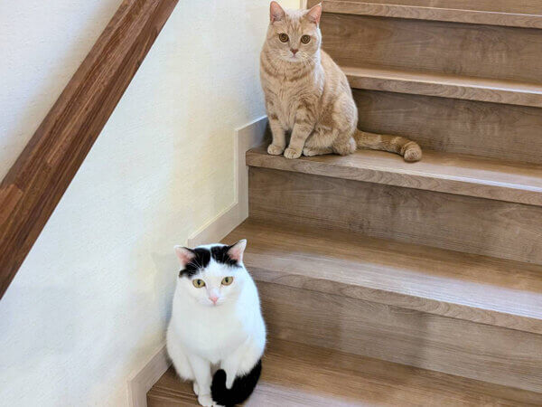 猫ペットシッター