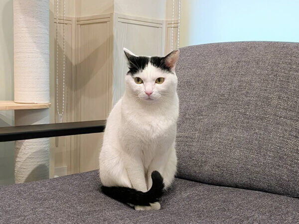 猫ペットシッター