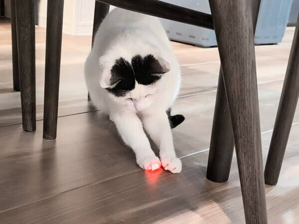 猫ペットシッター