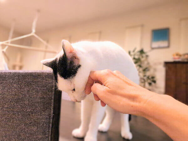 猫ペットシッター