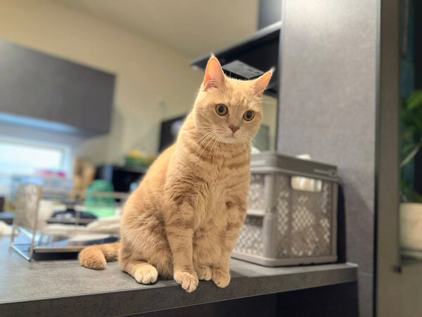 猫ペットシッター