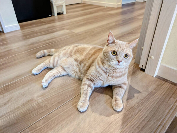 猫ペットシッター