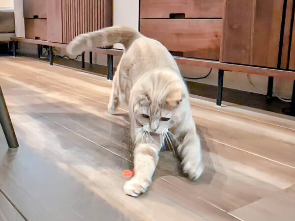 猫ペットシッター