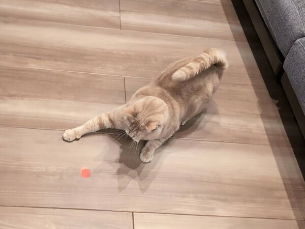 猫ペットシッター