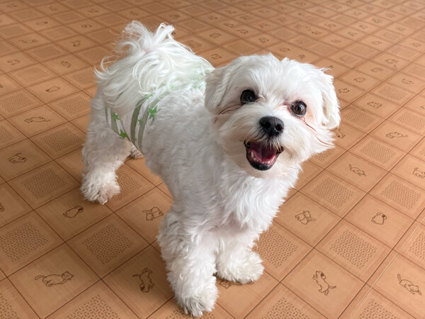 小型犬マルチーズペットホテル