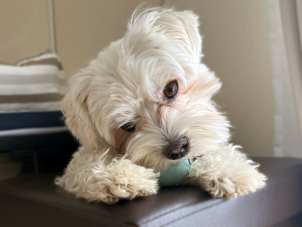 小型犬マルチーズペットホテル