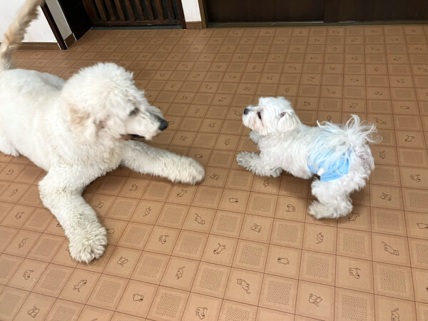 小型犬マルチーズペットホテル