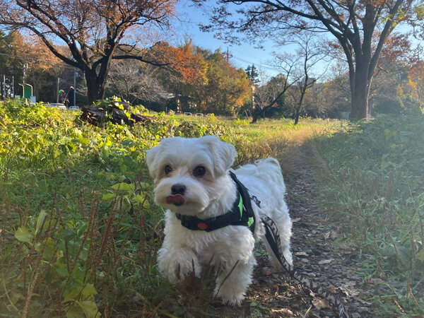小型犬マルチーズペットホテル