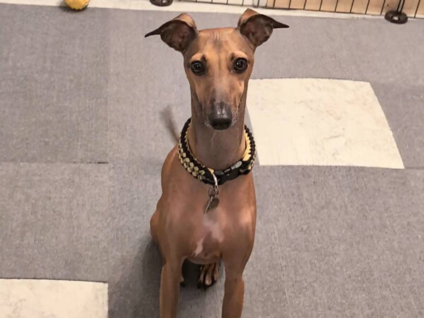 小型犬イタリアングレーハウンドペットシッター