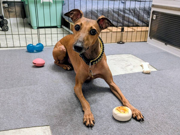 小型犬イタリアングレーハウンドペットシッター
