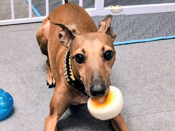 小型犬イタリアングレーハウンドペットシッター