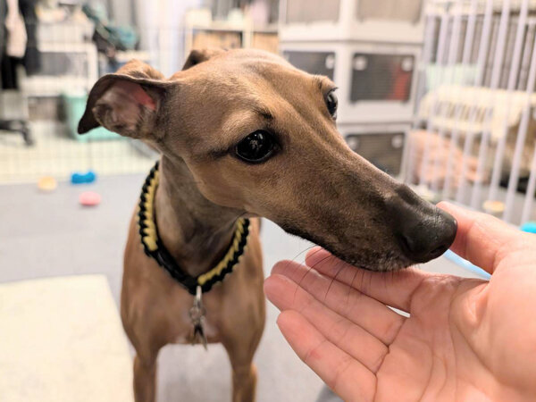 小型犬イタリアングレーハウンドペットシッター