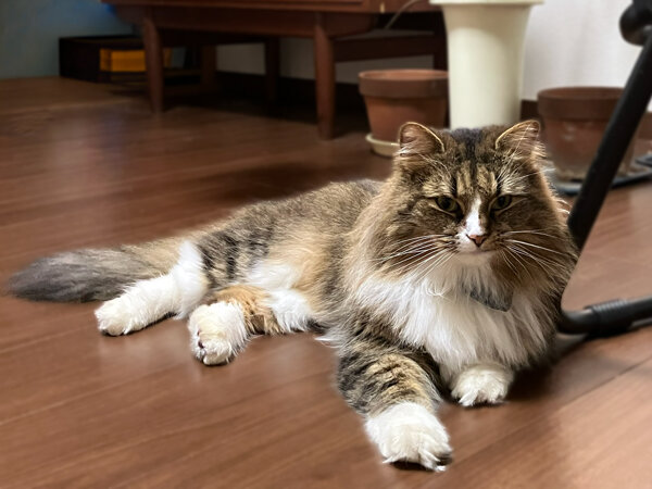 ノルウェージャンフォレストキャットペットシッター