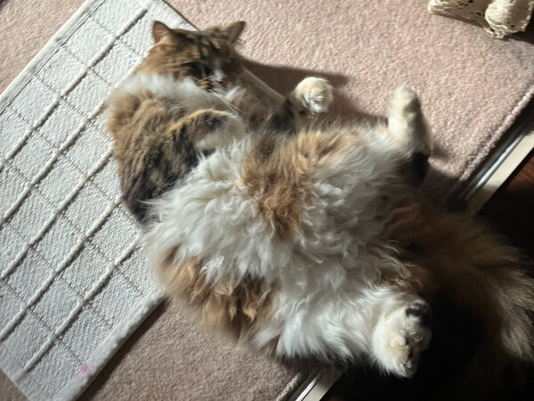 ノルウェージャンフォレストキャットペットシッター