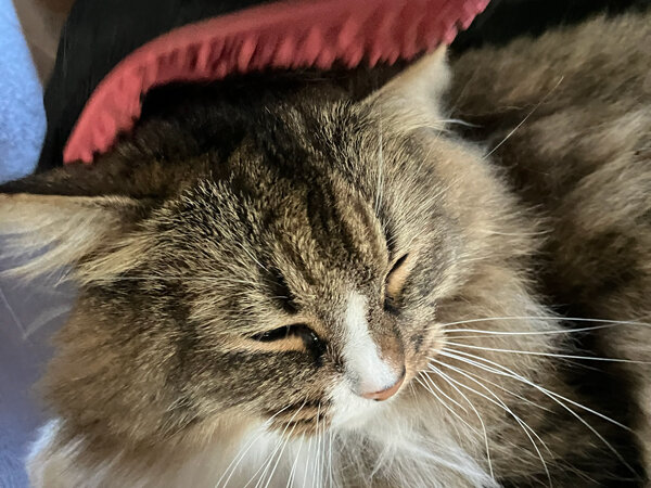 ノルウェージャンフォレストキャットペットシッター