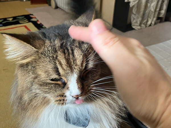 ノルウェージャンフォレストキャットペットシッター