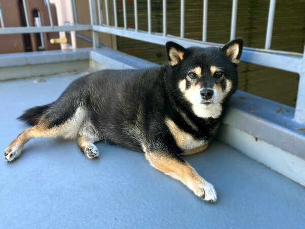 中型犬柴犬ペットシッター