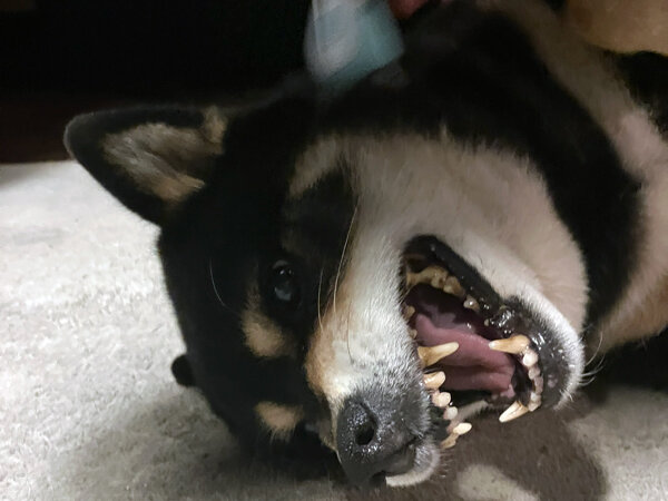 中型犬柴犬ペットシッター