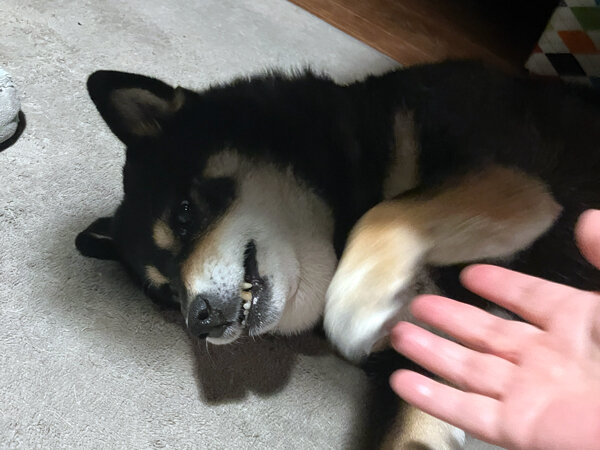 中型犬柴犬ペットシッター