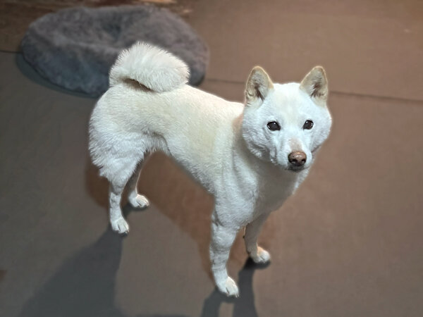 中型犬柴犬ペットシッター