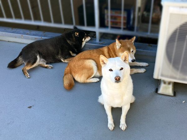 中型犬柴犬ペットシッター