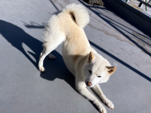 中型犬柴犬ペットシッター