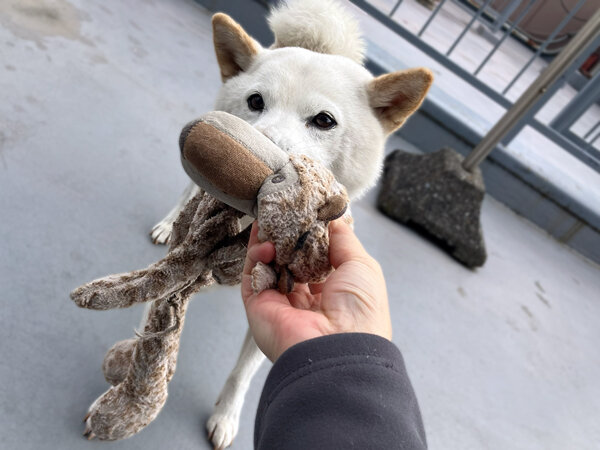 中型犬柴犬ペットシッター