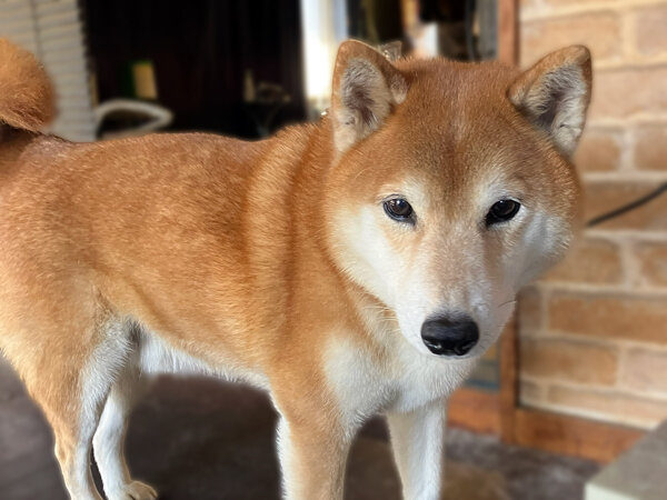 中型犬柴犬ペットシッター
