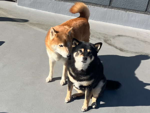 中型犬柴犬ペットシッター