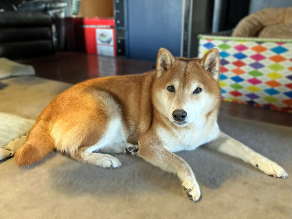 中型犬柴犬ペットシッター