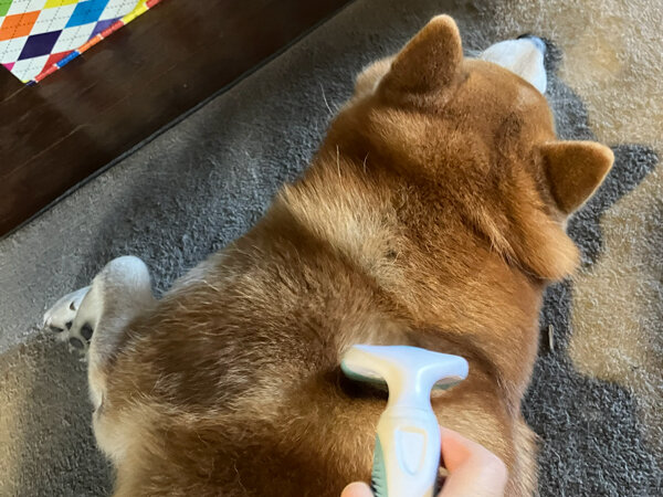 中型犬柴犬ペットシッター