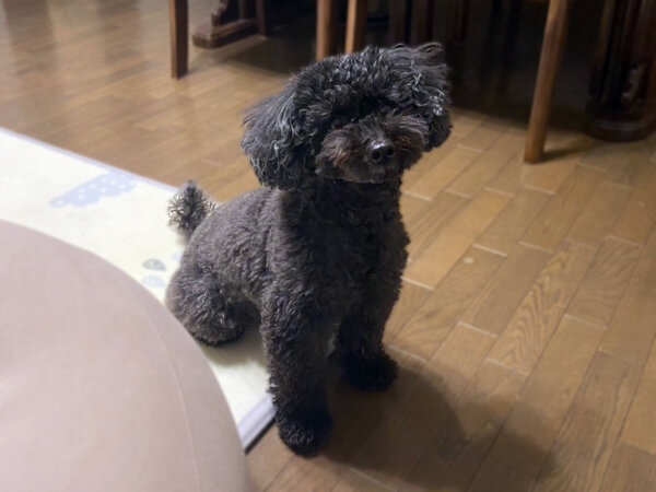 小型犬トイプードルペットシッター