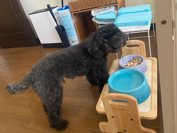 小型犬トイプードルペットシッター