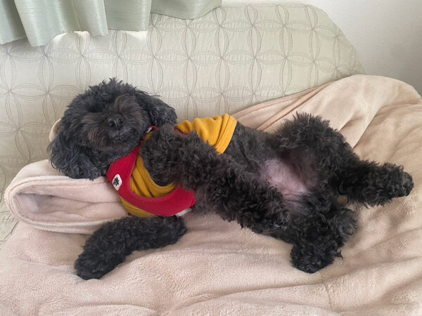 小型犬トイプードルペットシッター