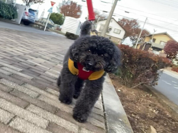 小型犬トイプードルペットシッター