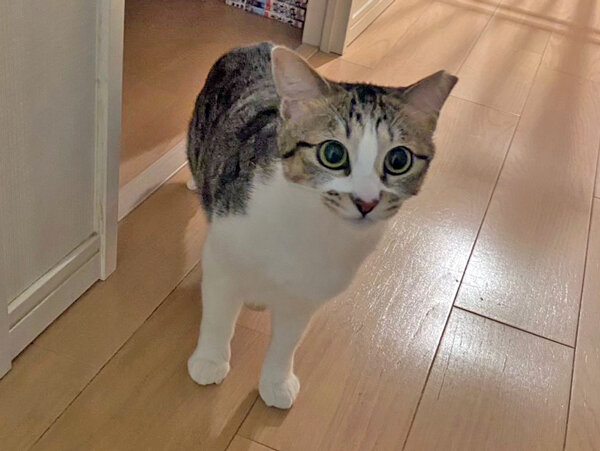 猫ペットシッター