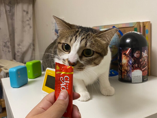 猫ペットシッター