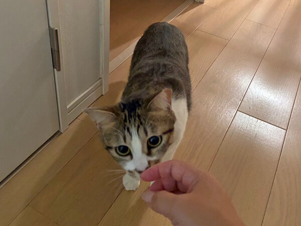 猫ペットシッター