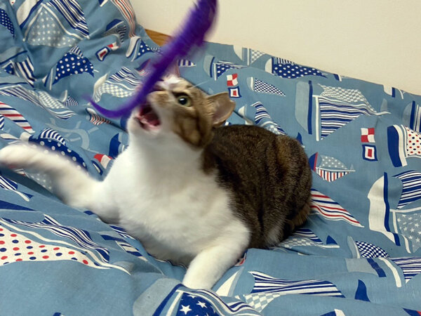 猫ペットシッター