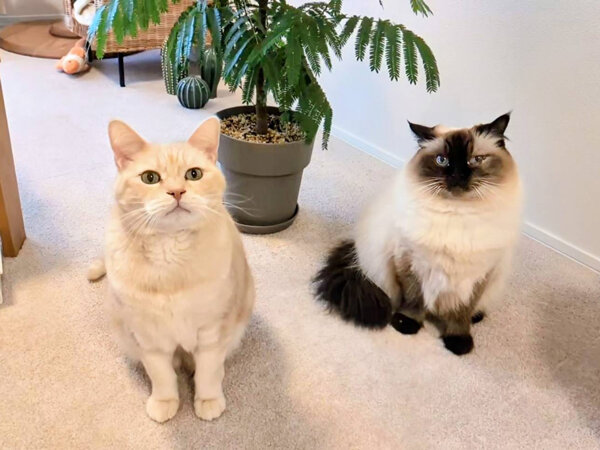 猫ペットシッター