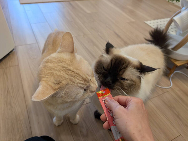 猫ペットシッター