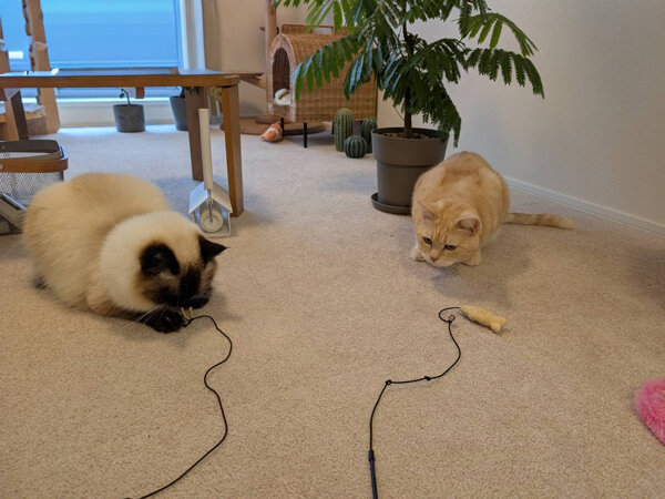 猫ペットシッター