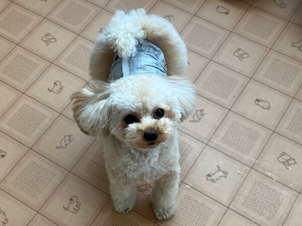 小型犬トイプードルペットホテル