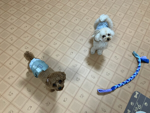 小型犬トイプードルペットホテル