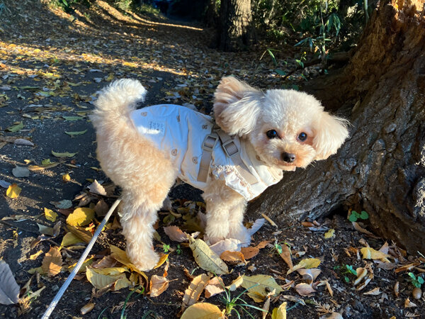 小型犬トイプードルペットホテル