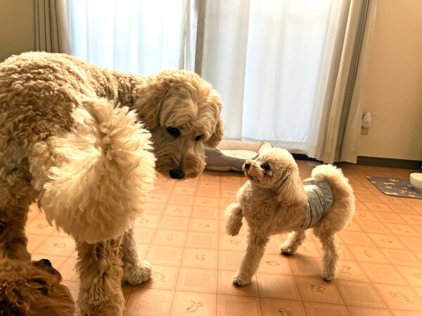 小型犬トイプードルペットホテル