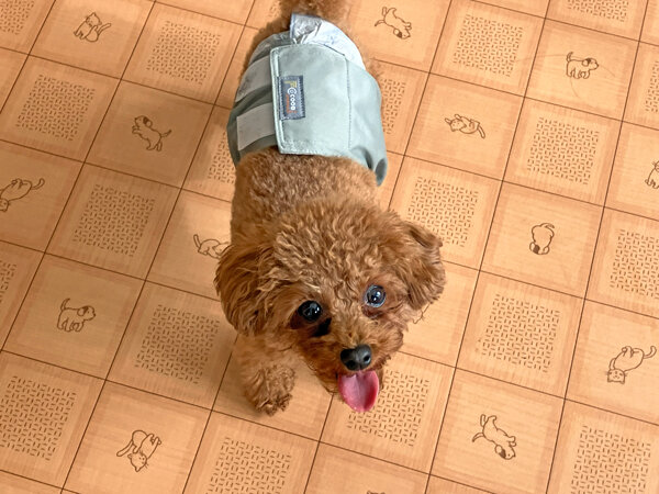 小型犬トイプードルペットホテル