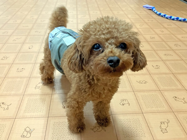 小型犬トイプードルペットホテル