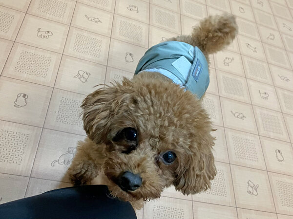 小型犬トイプードルペットホテル