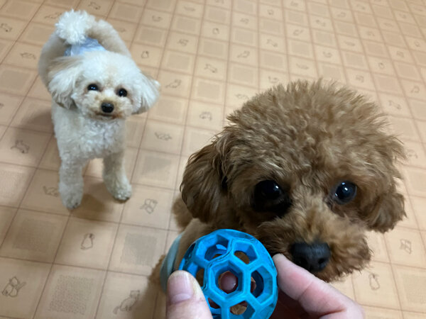小型犬トイプードルペットホテル